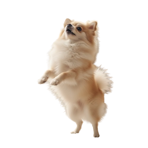 pomerania_arriba
