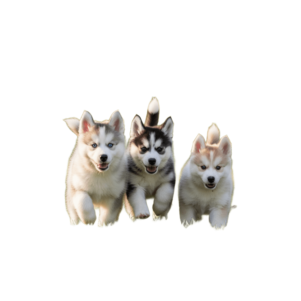 pomskys_corriendo